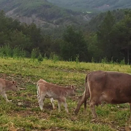 Preciosas Vistas A La Montana, Luminoso Y Acogedor El Pueyo de Araguás